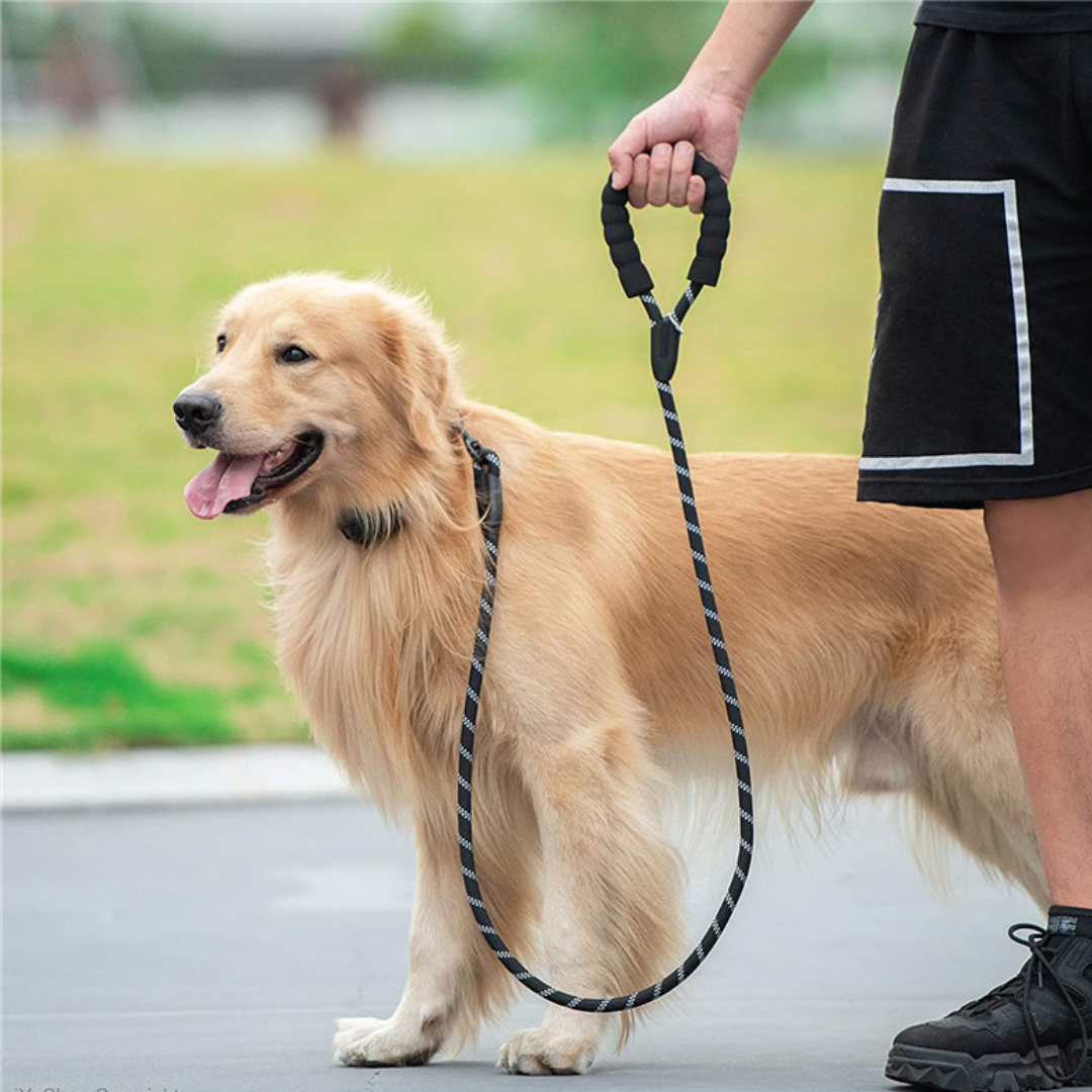 Forte laisse réfléchissante pour chien